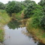 Tackle weeds at Piha