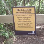 Glorious Kauri Grove Track