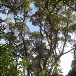 Glorious Kauri Grove Track